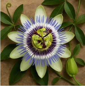 Passion flower